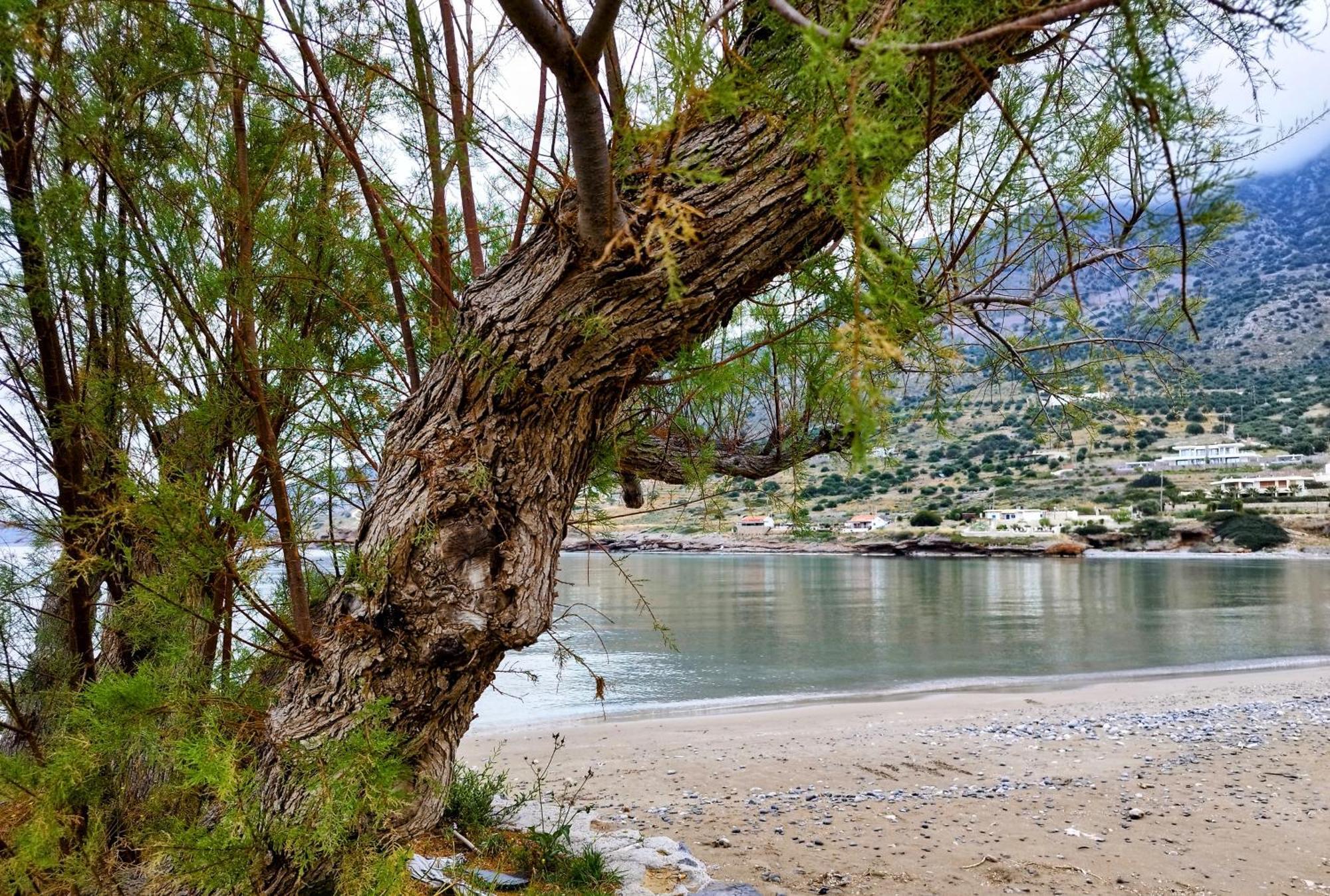 Tholos Alexandra'S Beachfront House Kavousi  Экстерьер фото